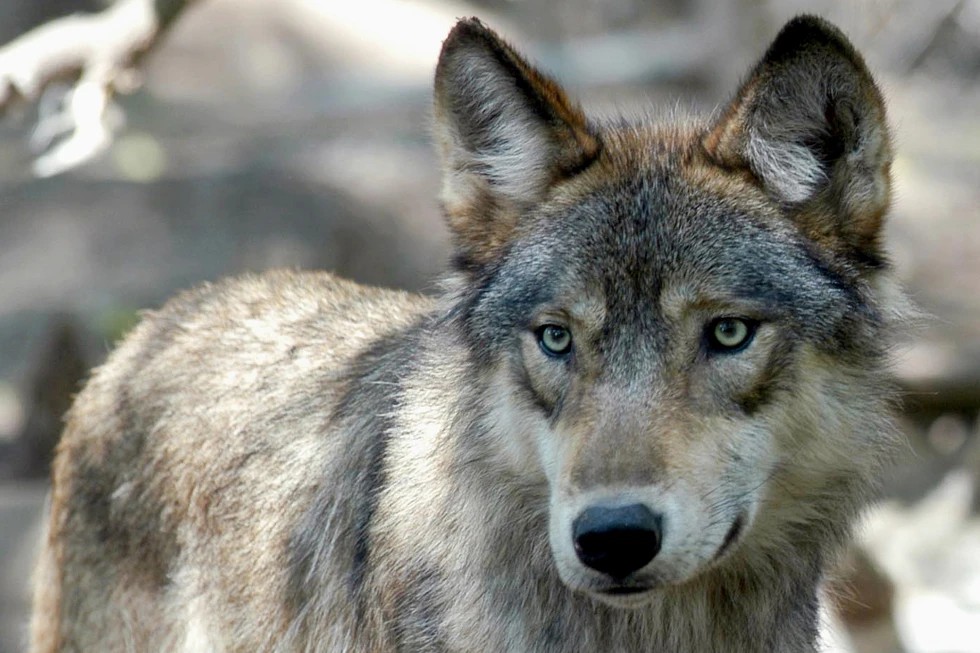 美国众议院投票将狼从48个州的濒危名单中删除